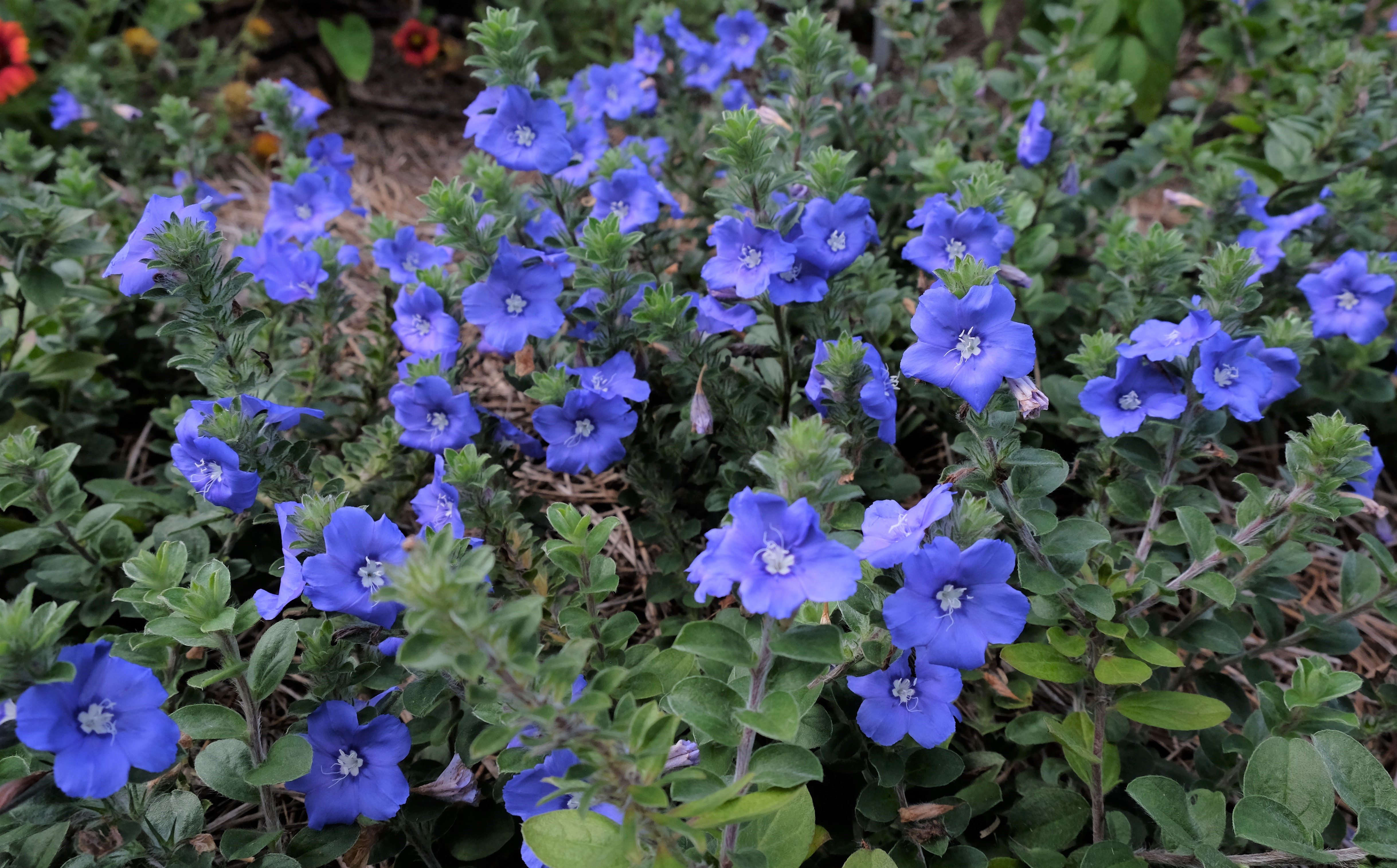 Blue My MInd EvolvulusJPG